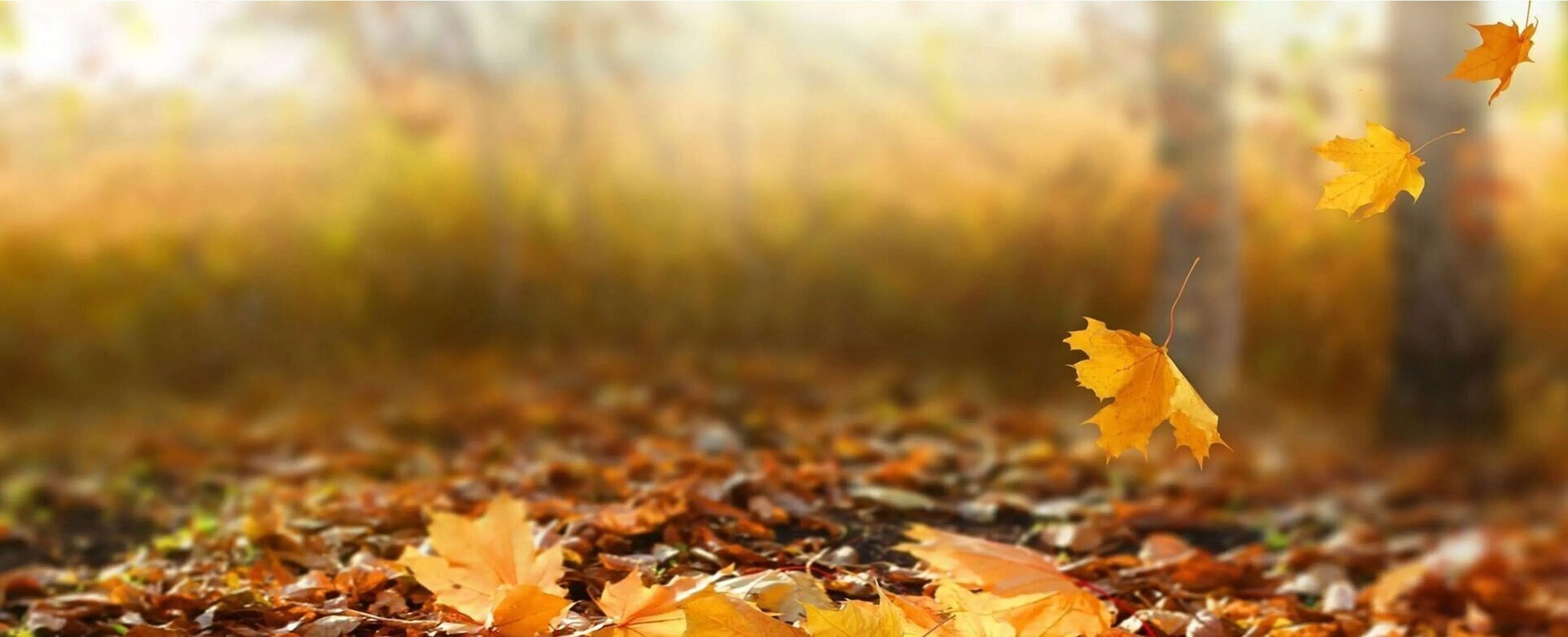 Der Boden von einem Wald im Herbst, bei dem Blätter runterfallen